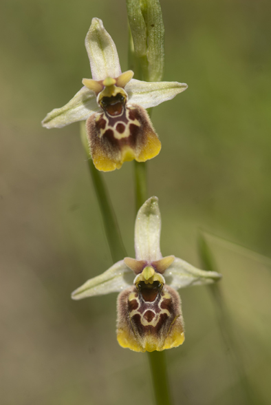 Variabilit in Op Gracilis in Lucania